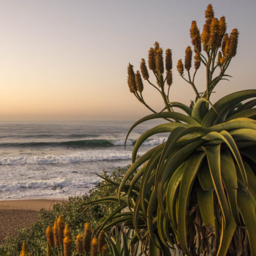 Surfers in the break, Ballito - Short-term Rentals on the North Coast of KwaZulu-Natal.