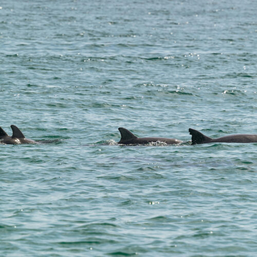 Dolphins, Ballito - Short-term Rentals on the North Coast of KwaZulu-Natal.