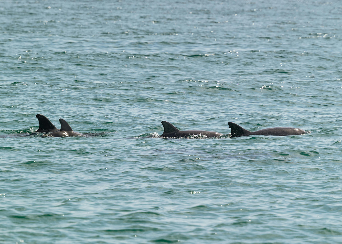Dolphins, Ballito - Short-term Rentals on the North Coast of KwaZulu-Natal.