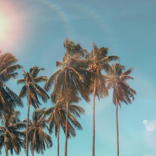 Palm trees, Ballito - Short-term Rentals on the North Coast of KwaZulu-Natal.